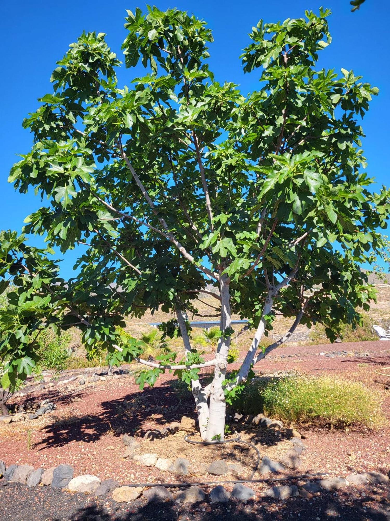 Finca Arcoiris Tenerife Vv Guía de Isora Extérieur photo